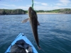 Derek Phillips Kayak Catch